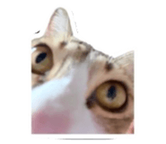 865008513