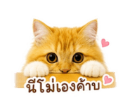 865009136