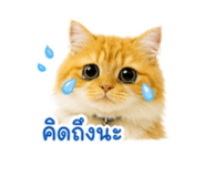865009139