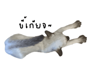 865013055