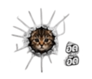 865014964