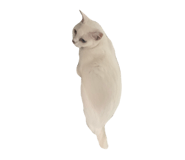865015446