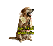 865016706