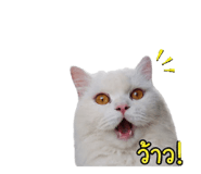 865031515