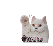 865031519