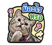 865033635