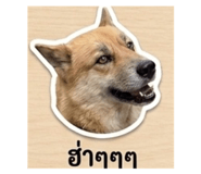 865034341