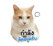 865046117