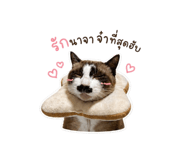 865060466