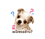 865060621