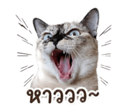 865061333