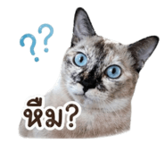 865061334
