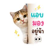 865067538