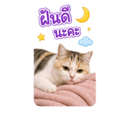 865067544