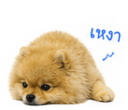 865085010