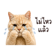 865085053