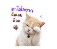865088424