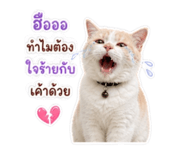865088437