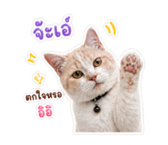 865088585