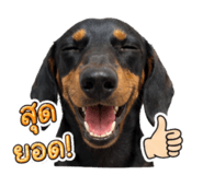 865088855