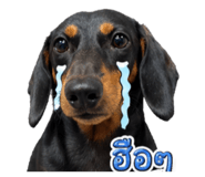 865088861