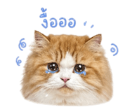 865091553