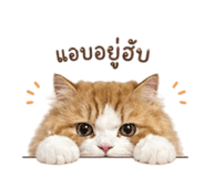 865091559