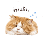 865091566