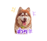 865092818