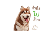 865092823