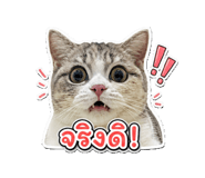 865093232