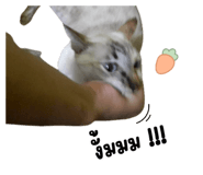 865093686