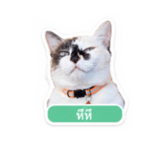 865094547