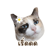 865095236