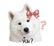 865096893