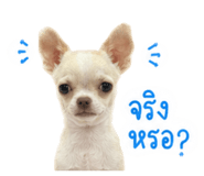 865105526