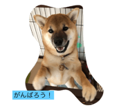86581904
