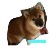 86581905