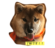 86581909