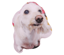 86670443
