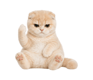 867483878