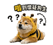 867955556