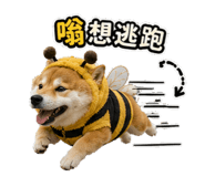 867955558