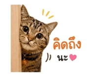 868247558