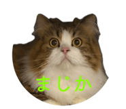 868383561