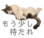 868519512