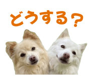 868672912