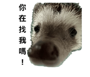 868766979