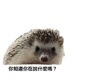 868766981