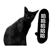 868768121